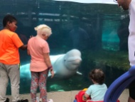 playing with a beluga whale
